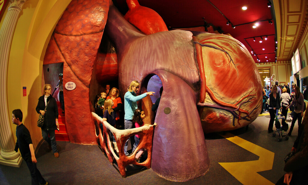 People walking through a giant model of a human heart inside a Museum.
