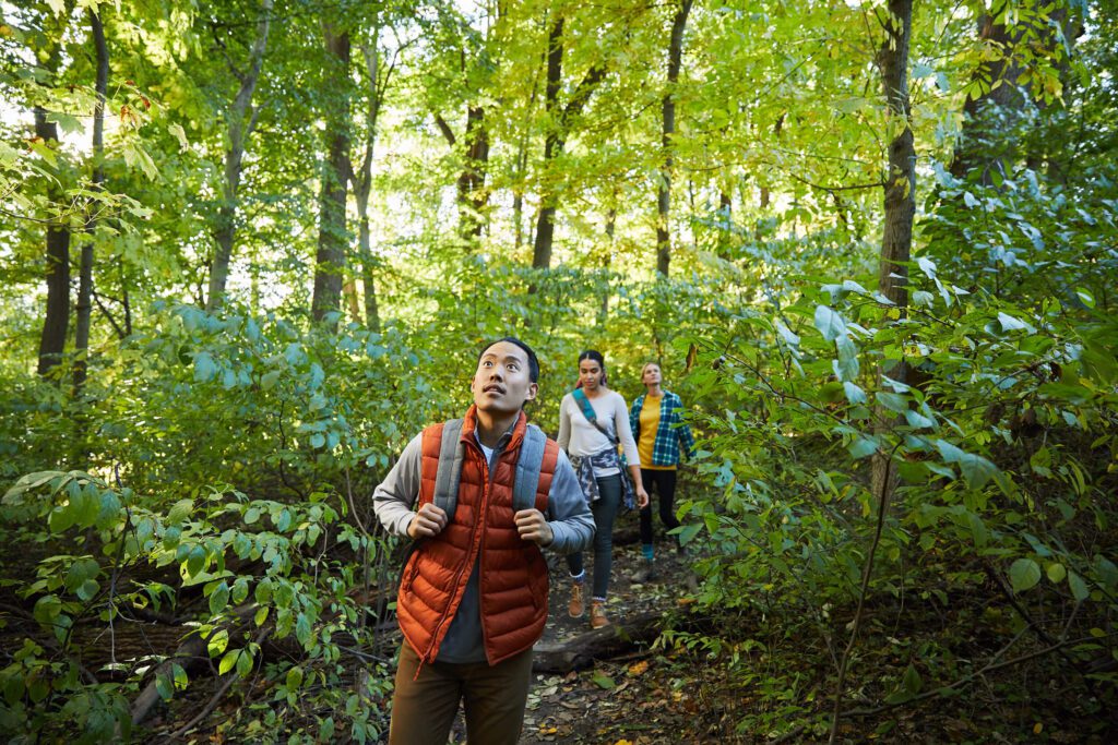 Three hikers walk through a lush green forest.