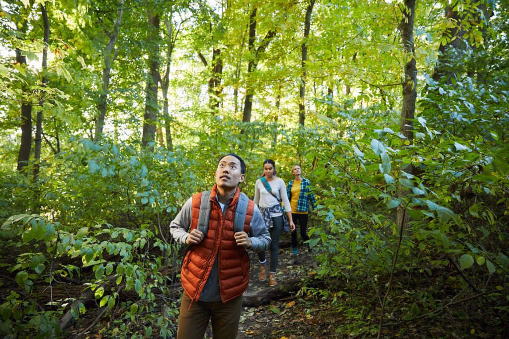 Three hikers walk through a lush green forest. 