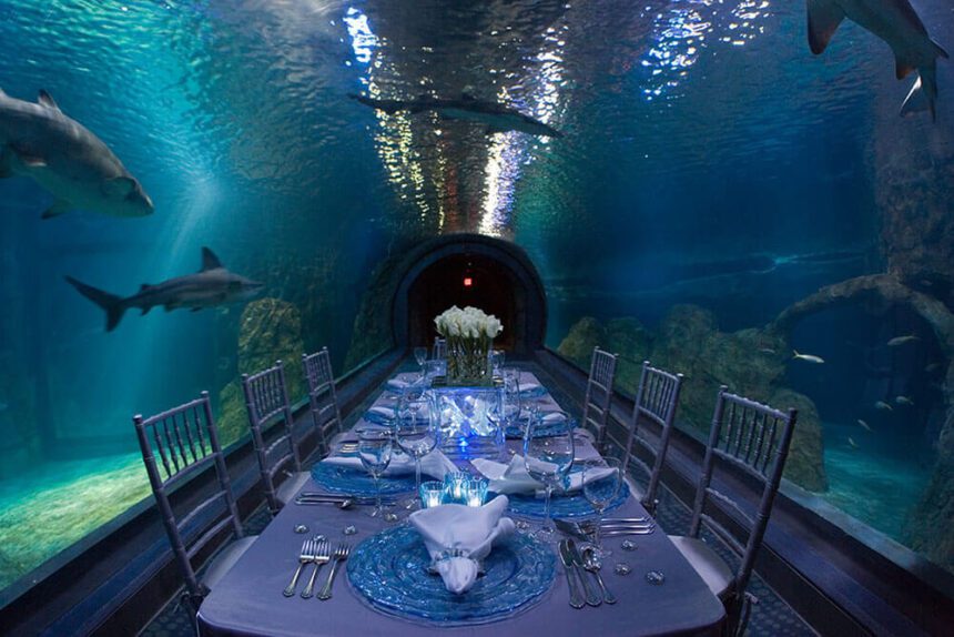 A table is set up with three chairs on either side. The table is set with silverware and blue plates. Glasses are at each table setting. A centerpiece of white flowers is slightly elevated. Surrounding the table is an immersive tank of water. Sharks are shown swimming around. Fish are also seen to the right. The Shark Tunnel continues beyond the table.
