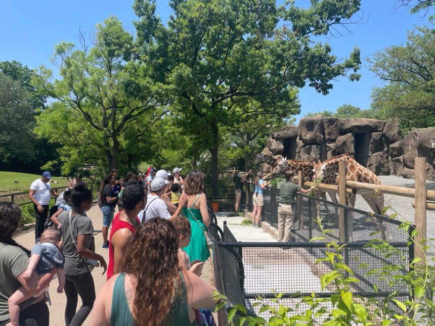 There are two very large trees full of green leaves in the background. In front, there is a large group of people watching as zoo keepers show them how to feed the giraffes. There are three giraffes on the other side of the fence, leaning over to eat. The sky above is a bright blue, not a single cloud is shown.