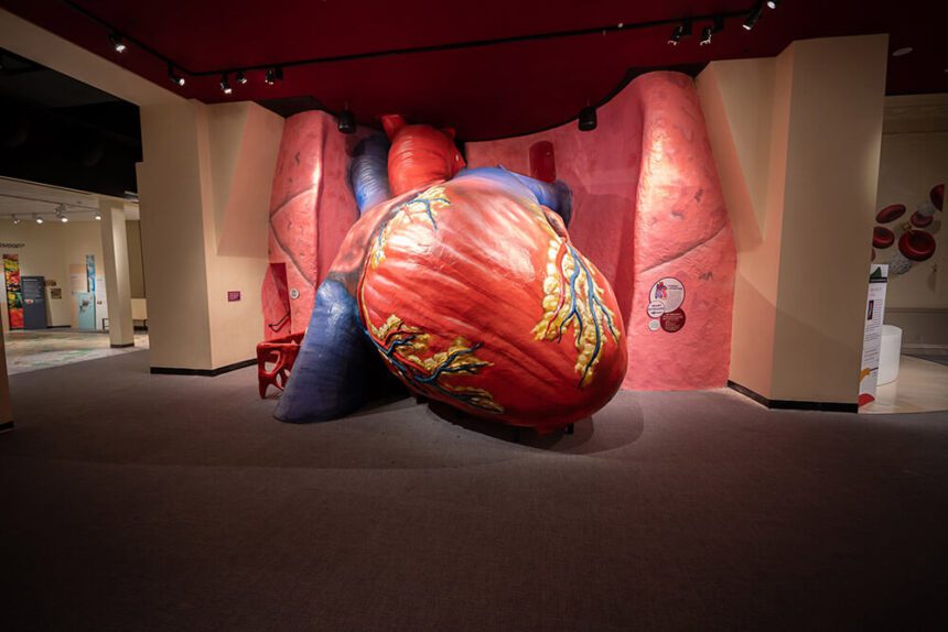 A massive structure designed to resemble a large human heart is in the center. It is pink with yellow tissue and purple veins around it. The wall behind it is also pink.