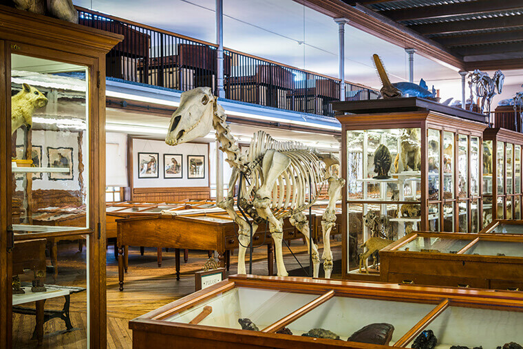 A large skeleton of an animal is shown surrounded by wooden and glass cases of animal artifacts. There are cases and cases throughout the space. There also appears to be an upper floor.