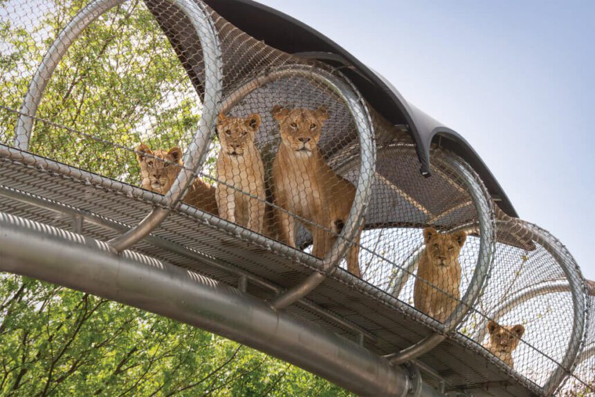 Five lions sit in an enclosed bridge at the Zoo.
