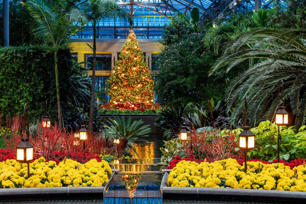 Philadelphia's Holiday Tree decked out in ornaments and lights standing tall at Longwood Gardens