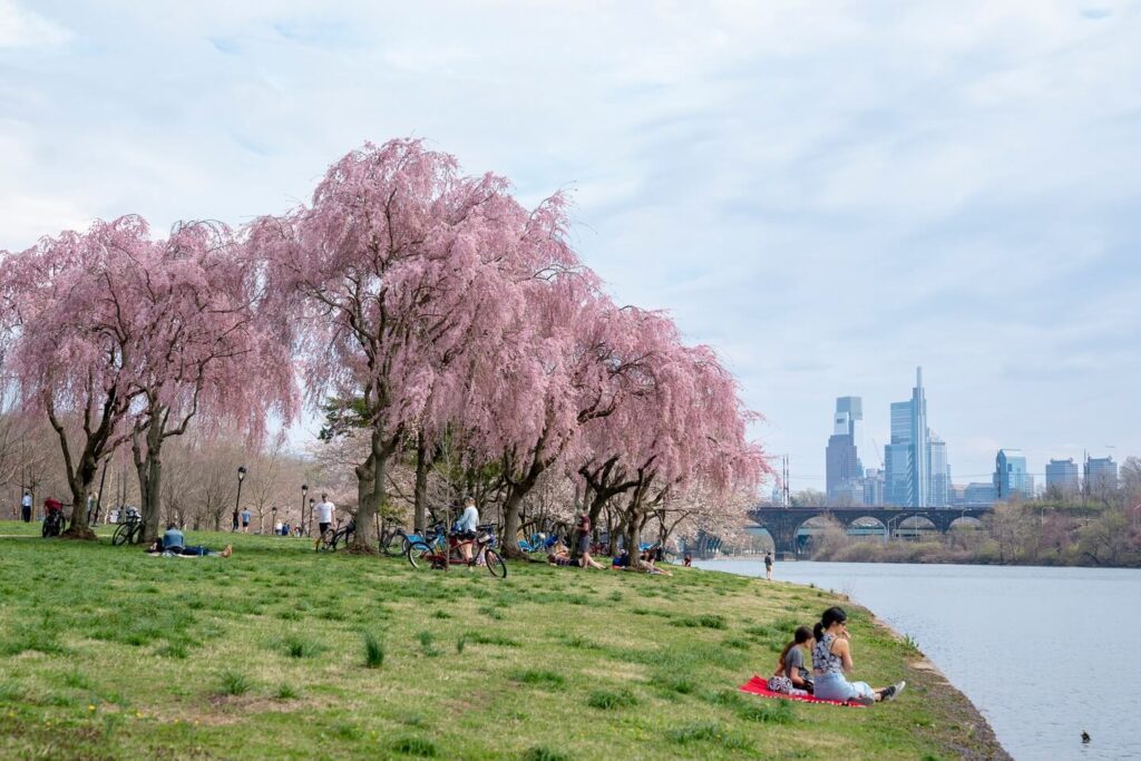 Beautiful, bright pink cherry blossom trees are shown. The grass underneath is green. Two people sit on the grass by the water looking out into the river. The city's skyline is off in the distance.