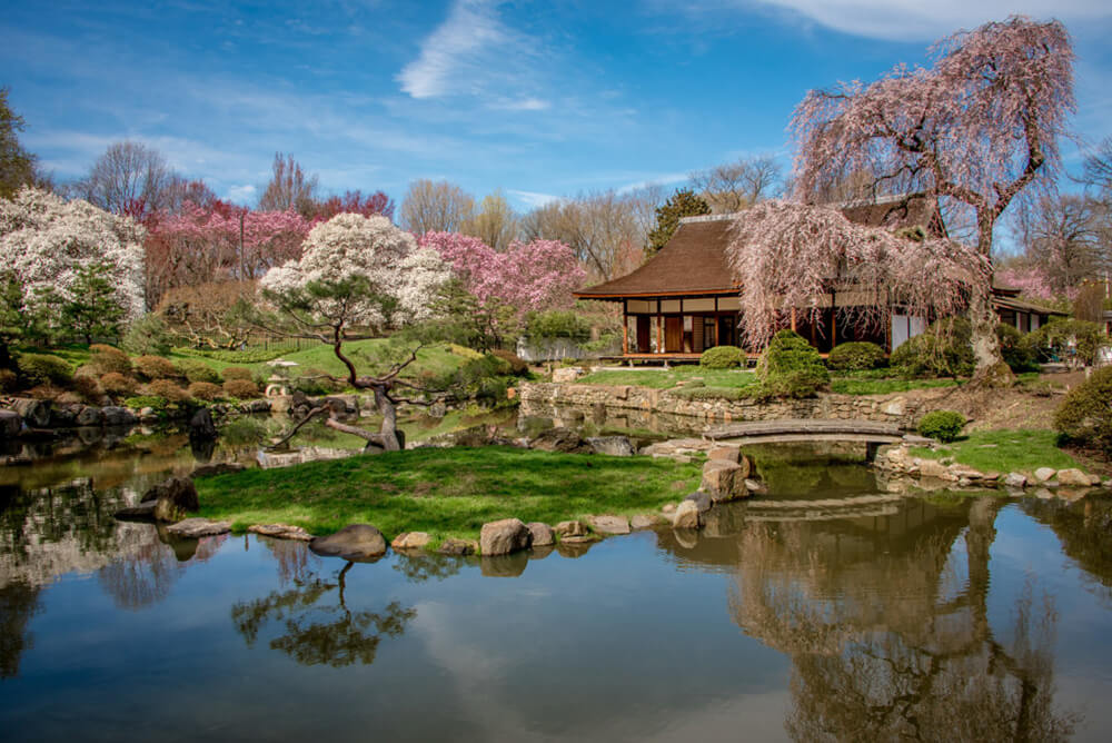A pond is up front, trees are reflecting onto its surface. Lush green grass surrounds the water. Beyond it, there are beautiful white and pink trees in bloom, a traditional Japanese house is in the background underneath a bright blue sky.