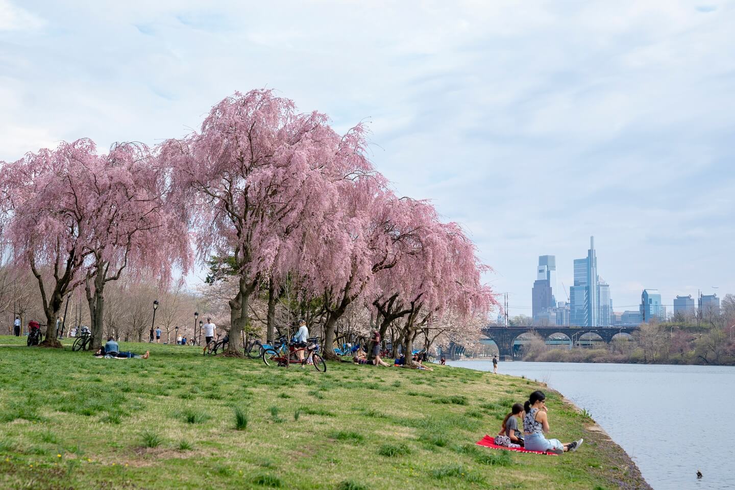 Cherry Blossom trees are shown by a waterfront. Skyline is in the distance. People sit on the grass.