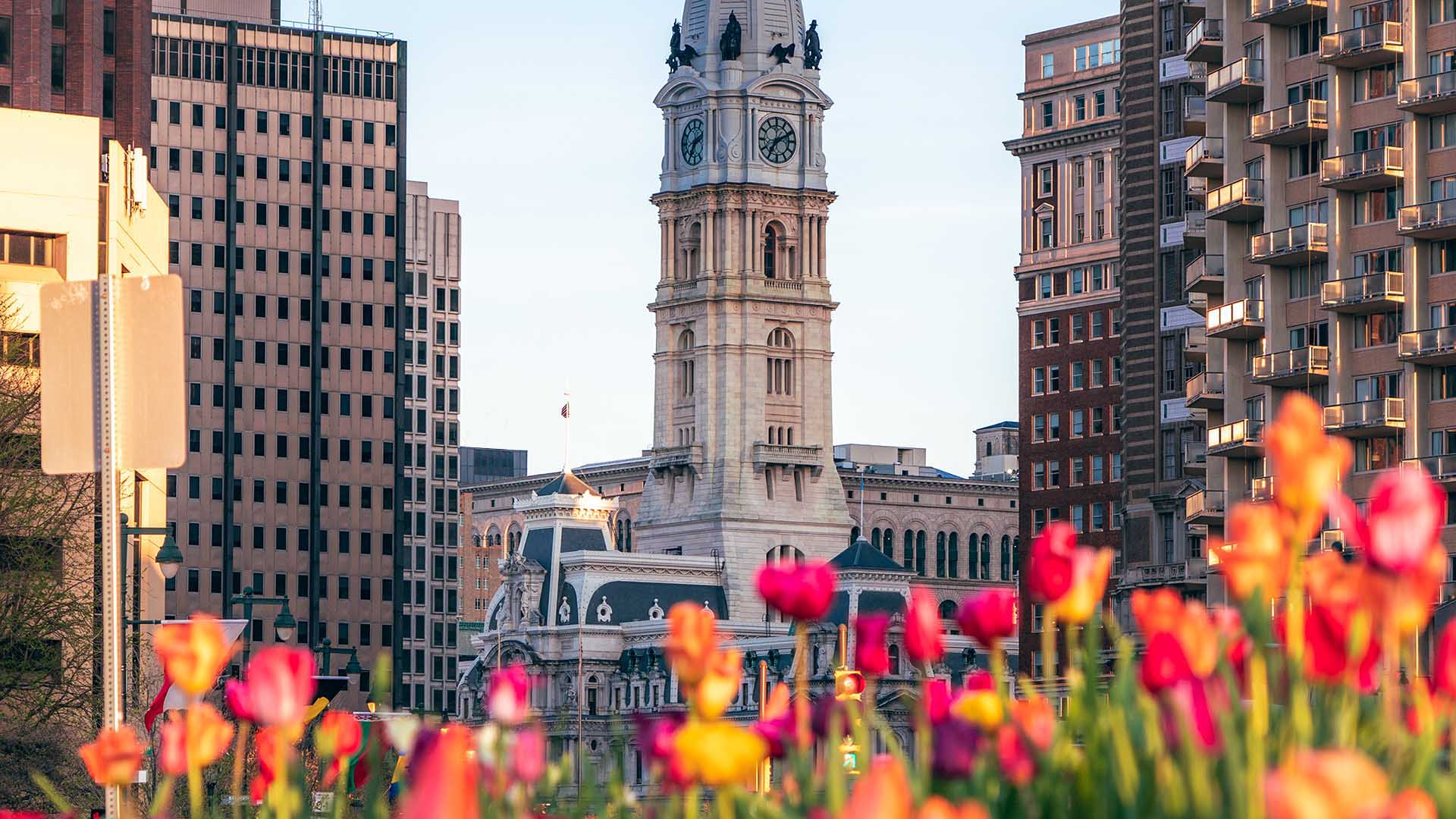 Bright pink and yellow tulips with Philadelphia's city hall in the background.