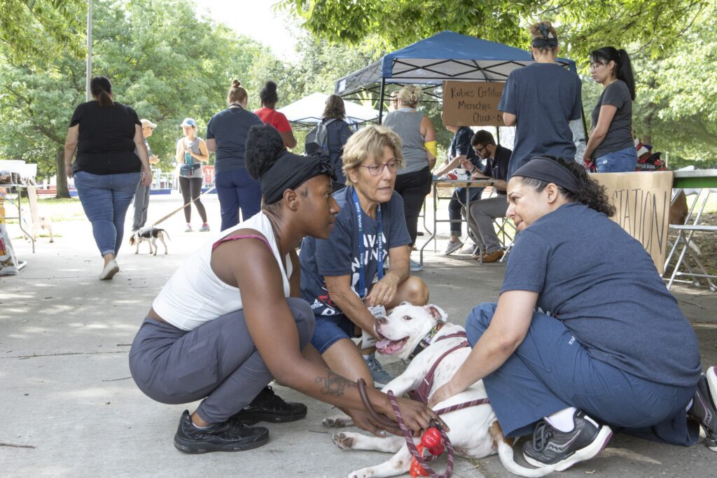 A dog is being treated by three vet professionals ay Norris Park during the clinic for pets experiencing homelessness.