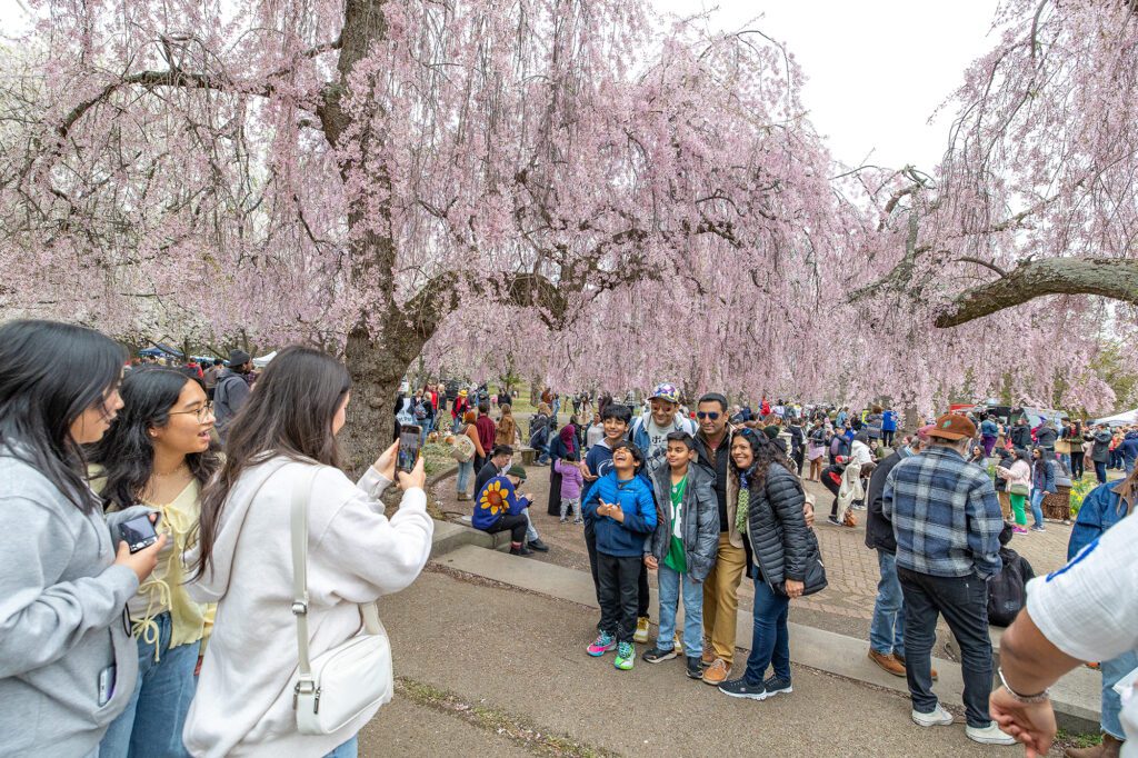 A family poses for a photo in front of a row of cherry blossom trees.