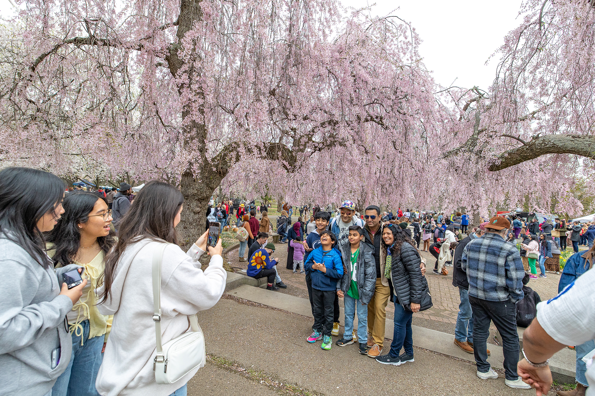 A family poses for a photo in front of a row of cherry blossom trees.