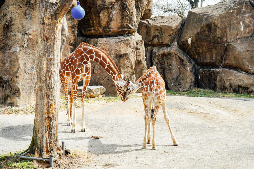 Two giraffes at the Philadelphia Zoo